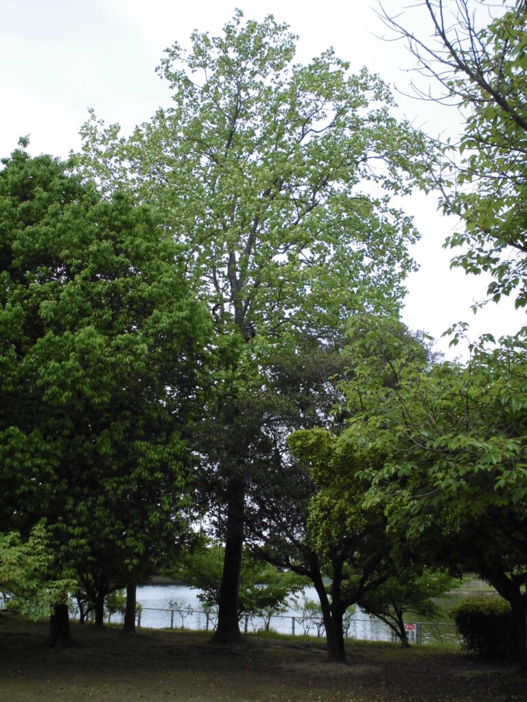 水島緑地福田公園ユリノキ